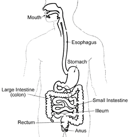 Image of the digestive track.